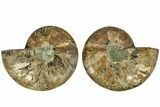 Cut & Polished, Agatized Ammonite Fossil - Madagascar #212870-1